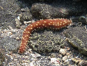 Holothuria hilla – Tigertail Sea Cucumber - Ασπόνδυλα Θαλασσινού