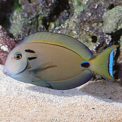 Acanthurus Tennenti-0