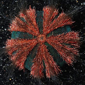 Mespillia Globulus – Red Spine Urchin - Ασπόνδυλα Θαλασσινού