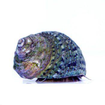 Turbo fluctuosa – Top Shell Snail - Ασπόνδυλα Θαλασσινού