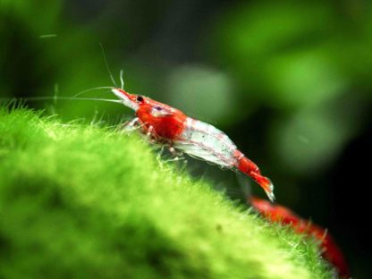 Neocaridina davidi – Red Rili Shrimp - Ασπόνδυλα Γλυκού