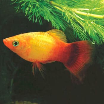 Hikari Goldfish Staple Baby Pellet 100gr - Ξηρές τροφές
