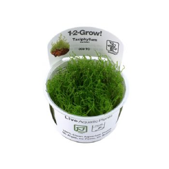 Tropica Taxiphyllum Barbieri 1-2-Grow - Φυτά για Ενυδρεία