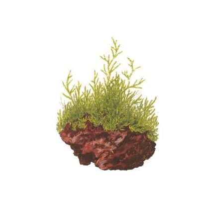 Tropica Taxiphyllum Barbieri 1-2-Grow - Φυτά για Ενυδρεία