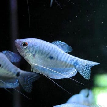 Chaetostoma formosae – Stripped Bulldog Pleco L187B - Ψάρια Γλυκού