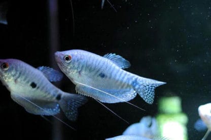 Trichopodus trichopterus – Three-Spot Gourami 3-3.5cm - Ψάρια Γλυκού