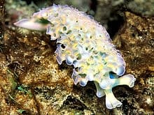 Elysia crispata – Lettuce Sea Slug - Ασπόνδυλα Θαλασσινού