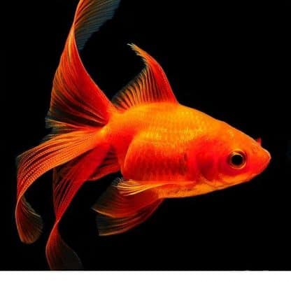 Carassius auratus - Red Fantail Goldfish 6cm