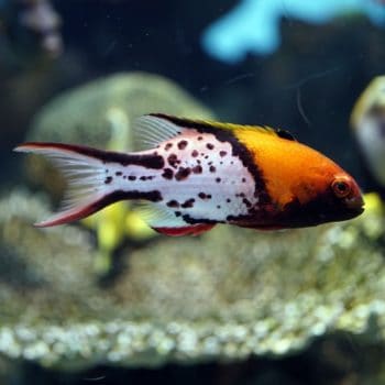 Bodianus anthioides M – Lyretail Hogfish - Ψάρια Θαλασσινού