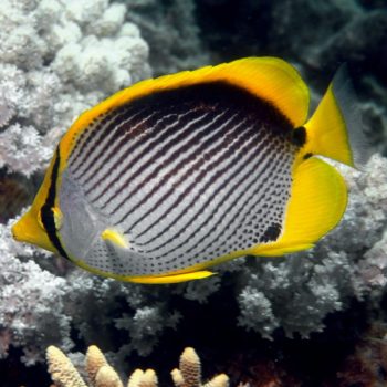 Chaetodon melannotus-0