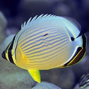 Chaetodon trifasciatus – Melon Butterflyfish - Ψάρια Θαλασσινού
