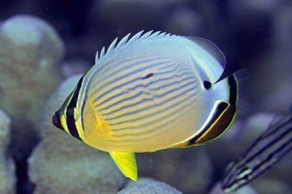 Chaetodon trifasciatus – Melon Butterflyfish - Ψάρια Θαλασσινού