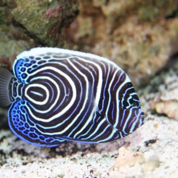 Pomacanthus imperator (J) (s)-0