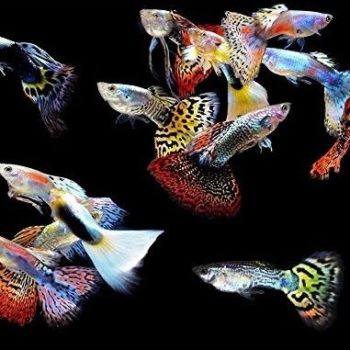 Poecillia reticulata – Guppy Mixed Males 3-3.5 cm - Sales