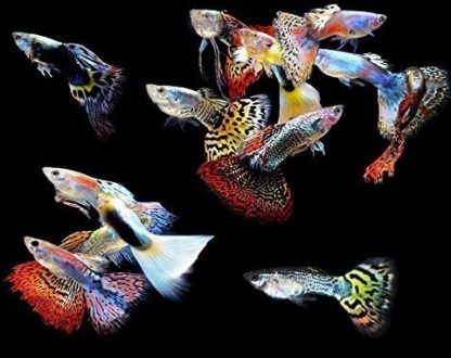 Poecillia reticulata – Guppy Mixed Males 3-3.5 cm - Sales