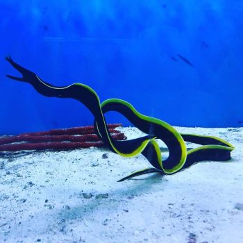 Rhinomuraena quaesita M - Ribbon Eel