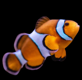 Amphiprion ocellaris -Percula Clownfish L