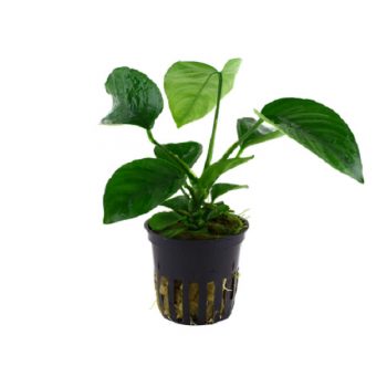 Tropica Anubias Barteri Caladifolia - salesbackup