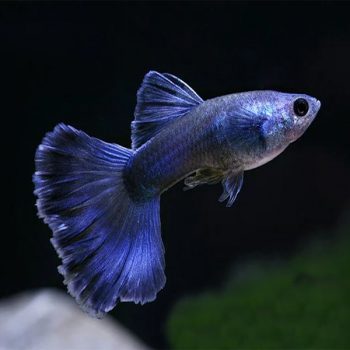 Poecillia reticulata – Guppy Moscow Blue - Ψάρια Γλυκού