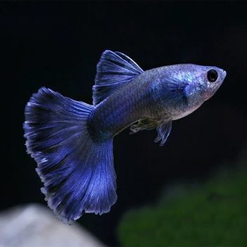 Poecillia reticulata - Guppy Moscow Blue
