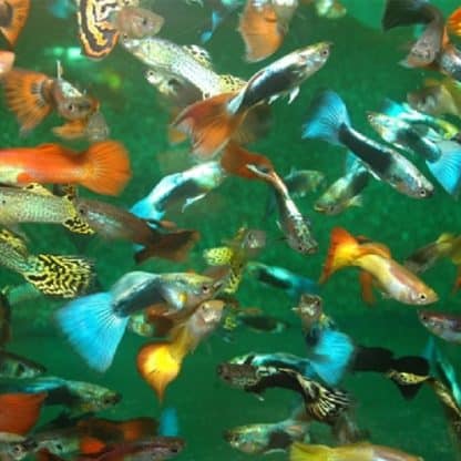 Poecillia reticulata – Guppy Mixed Males 3.5-4 cm - Ψάρια Γλυκού
