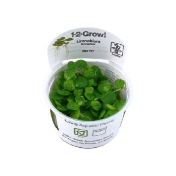 Tropica Limnobium laevigatum 1-2 Grow - Φυτά για Ενυδρεία