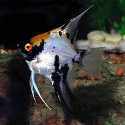 Pterophyllum scalare – Angelfish Koi – 2-4 cm - Ψάρια Γλυκού