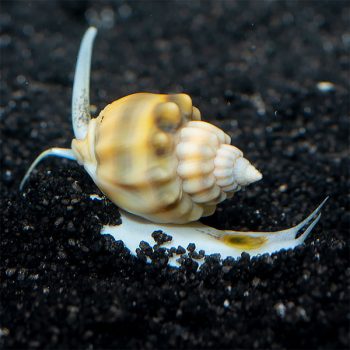 Nassarius distortus – Golden Nassarius Snail - Ασπόνδυλα Θαλασσινού