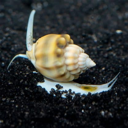 Nassarius distortus – Golden Nassarius Snail - Ασπόνδυλα Θαλασσινού