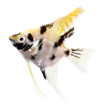 Pterophyllum scalare – Angelfish Tricolor 3cm - Ψάρια Γλυκού