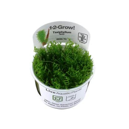 Tropica Taxiphyllum “Spiky” 1-2 Grow! - Φυτά για Ενυδρεία