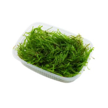 Tropica Vesicularia Ferriei Weeping Moss Portion - Φυτά για Ενυδρεία