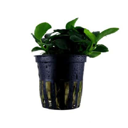 Tropica Anubias Barteri “Petite” - Φυτά για Ενυδρεία