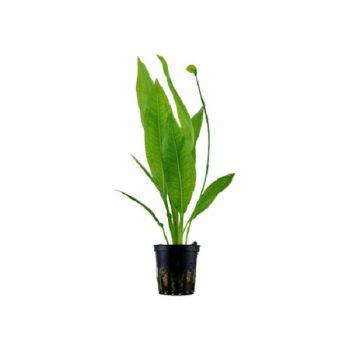 Tropica Echinodorus Bleherae - Φυτά για Ενυδρεία