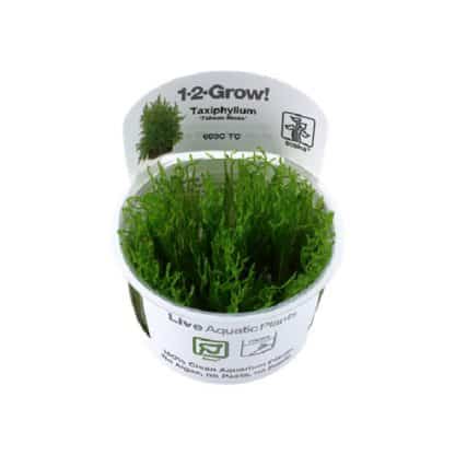 Tropica Taxiphyllum “Taiwan” Moss 1-2 Grow!! - Φυτά για Ενυδρεία