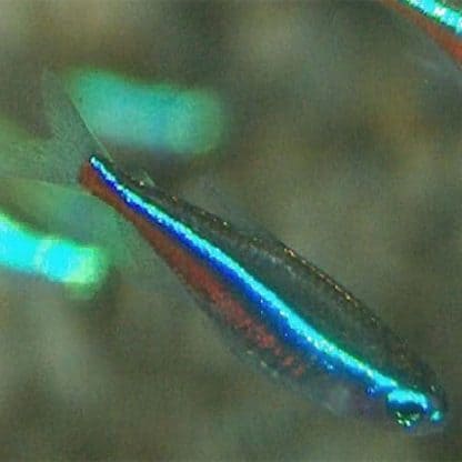Paracheirodon simulans - Green Neon Tetra - Image 2