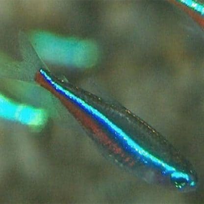 Paracheirodon simulans – Green Neon Tetra - Sales