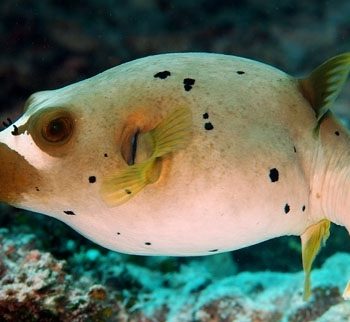 Arothron nigropunctatus – Blackspotted Puffer - Ψάρια Θαλασσινού