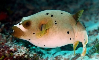 Arothron nigropunctatus – Blackspotted Puffer - Ψάρια Θαλασσινού