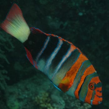 Choerodon fasciatus M – Harlequin Tuskfish - Ψάρια Θαλασσινού