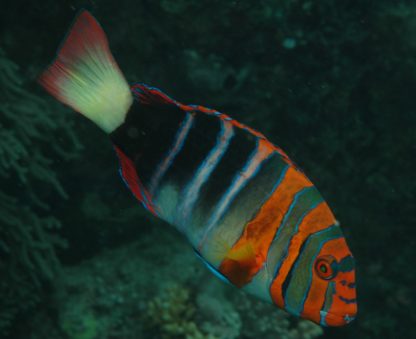 Choerodon fasciatus M – Harlequin Tuskfish - Ψάρια Θαλασσινού