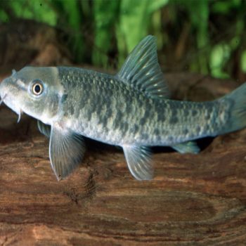 Carassius auratus – Tricolor Oranda9-10 cm - Ψάρια Γλυκού