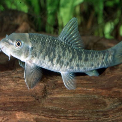 Garra ruffa – Doctor Fish 3.5cm - Ψάρια Γλυκού