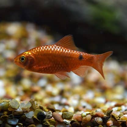 Puntius conchonius 	– Rosy Barb Fire / Red Metal - Ψάρια Γλυκού