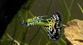 Guppy mosaic green - aquario.gr - Το καλύτερο ενυδρειακό κατάστημα