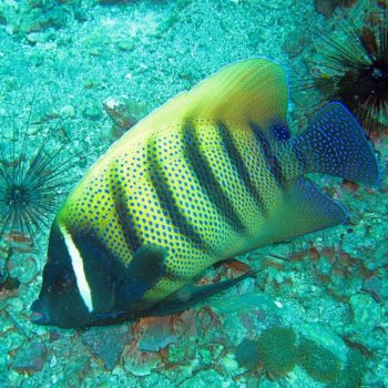 Pomacanthus sextriatus-0