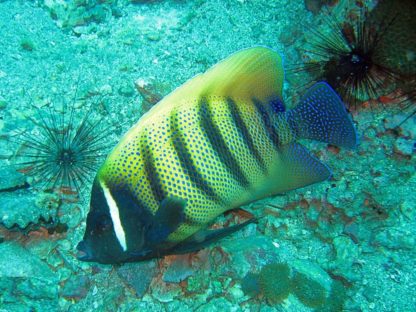 Pomacanthus sextriatus (Adult) M -Sixbar Angelfish - Ψάρια Θαλασσινού