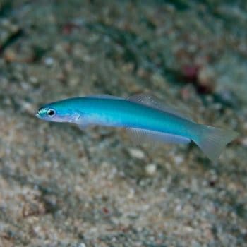 Ptereleotris microlepis M – Blue Gudgeon - Ψάρια Θαλασσινού