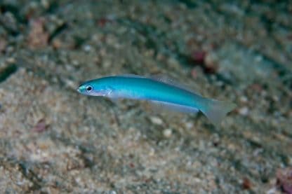 Ptereleotris microlepis M – Blue Gudgeon - Ψάρια Θαλασσινού