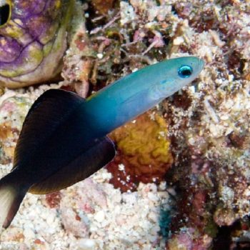Ptereleotris evides – Blackfin Dartfish - Ψάρια Θαλασσινού